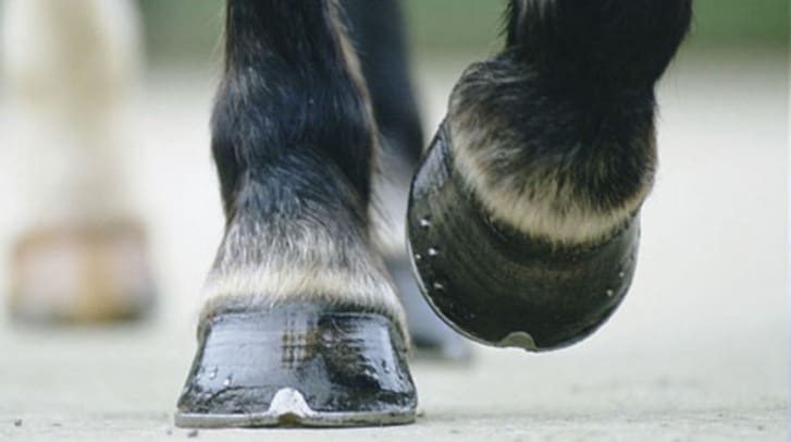 Navicular Disease